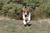 CORGI CARDIGAN 035